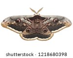 Saturnia pyri, the giant peacock moth, also called the great peacock moth, giant emperor moth, or Viennese emperor on white background. It is the largest European moth. Ilindentsi, Bulgaria-April 2005