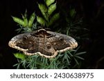 Saturnia pyri, the giant peacock moth, great peacock moth, giant emperor moth or Viennese emperor