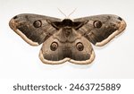 Saturnia pyri, the giant peacock moth, great peacock moth, giant emperor moth or Viennese emperor, on a white background.