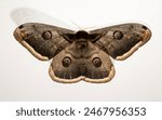 Saturnia pyri, the giant peacock moth, great peacock moth, giant emperor moth or Viennese emperor, on a white background.