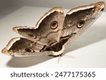 Saturnia pyri, the giant peacock moth, great peacock moth, giant emperor moth or Viennese emperor, on a white background.