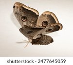 Saturnia pyri, the giant peacock moth, great peacock moth, giant emperor moth or Viennese emperor, on a white background.