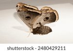 Saturnia pyri, the giant peacock moth, great peacock moth, giant emperor moth or Viennese emperor, on a white background.