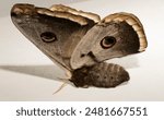 Saturnia pyri, the giant peacock moth, great peacock moth, giant emperor moth or Viennese emperor, on a white background.