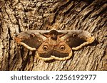      Saturnia pyri, the largest European moth                          