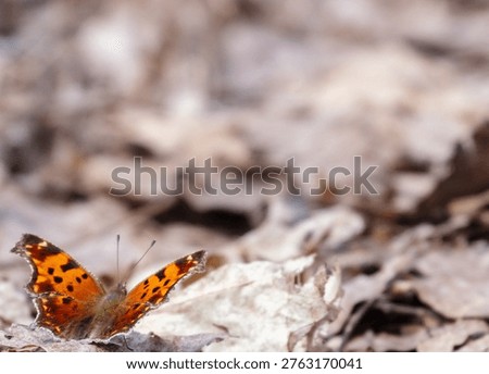 Satyr anglewing butterfly on spring forest floor