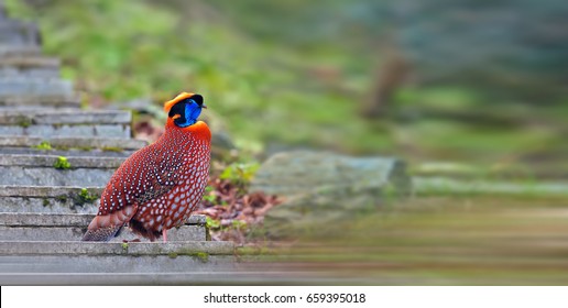 Satyr Tragopan