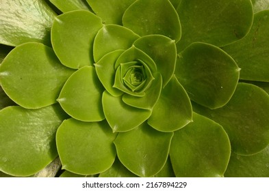 Saucer Succulent Plant In Bloom 