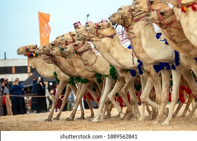 Saudi Arab Camel Rider On Traditional Desert Safari Festival In Abqaiq Saudi Arabia. 10-Jan-2020. Selective Focused On The Subject Background Blurred Image.