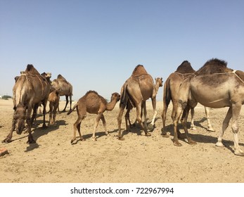 saudis camels - Shutterstock ID 722967994