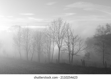 Sauerland scenery with bare tree silhouettes and cattle fence on a foggy winters evening. Wafts of mist above meadow . Mystic atmosphere in rural landscape in Germany, black and white greyscale. - Powered by Shutterstock
