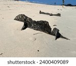 Saurian-like stone at the beautiful, white-sanded beach Playa Las Bachas, Santa Cruz, Galapagos, Ecuador