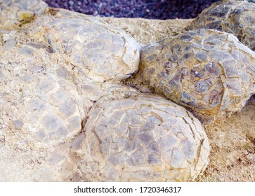 Sauropod Dinosaur Eggs, Cretaceous, France.