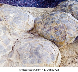 Sauropod Dinosaur Eggs, Cretaceous, France.