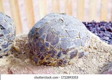 Sauropod Dinosaur Eggs, Jurassic, France.