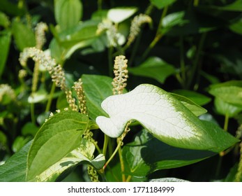 Saururus chinensis with beautiful half white green leaves, "Hangesho" in japanese - Shutterstock ID 1771184999