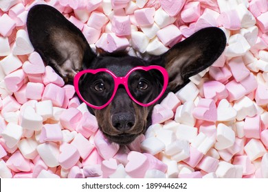 sausage dachshund dog looking and staring at you   ,while lying on bed full of marshmallows as background  , in love, pink rose in mouth, wearing sunglasses