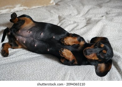 Sausage dog pregnant laydown at the bed
