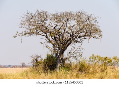 Sausage Tree Kafue National Park