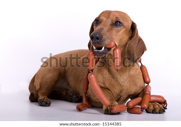 large sausage dog teddy