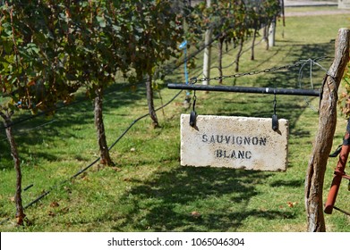 Sauvignon Blanc Field