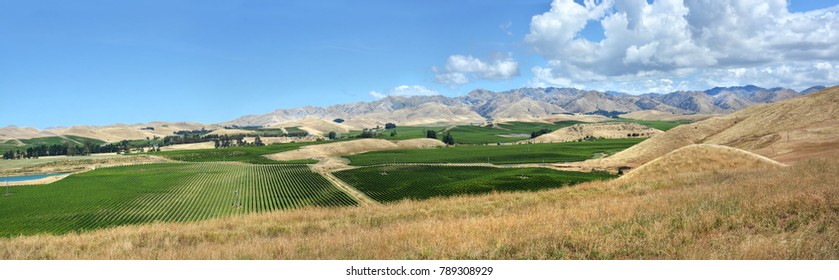 Sauvignon Blanc Grape Vines Panorama In The Awatere Valley,  Marlborough, New Zealand In Mid-summer.