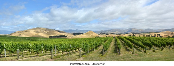 Sauvignon Blanc Grape Vines Panorama In The Awatere Valley,  Marlborough, New Zealand In Mid-summer.