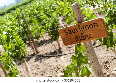 Sauvignon Blanc Grapefruit