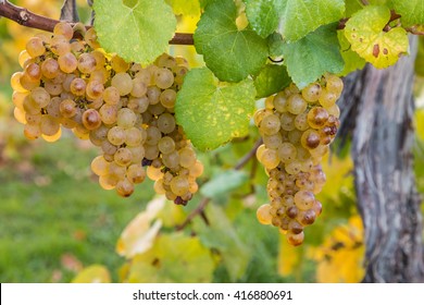 Sauvignon Blanc Grapes In Autumn