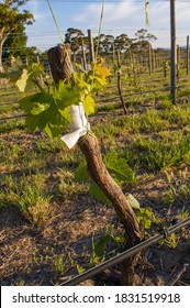 A Sauvignon Blanc Scion Is Grafted To A Rootstock In The Adelaide Hills Wine Region Of Australia