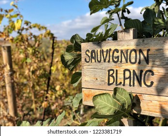 Sauvignon Blanc Sign In A Vineyard