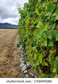 Sauvignon Grape In Marlborough Wine Region