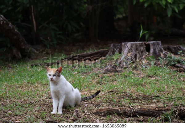 Un Chat Creole Sauvage Dans La Photo De Stock Modifier Maintenant