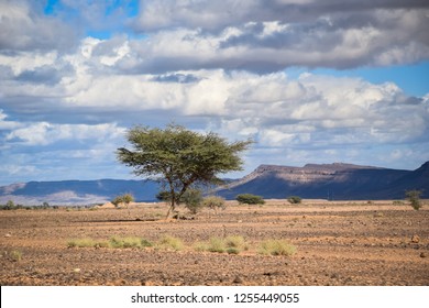 Savana In Africa