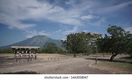 Savana Baluran At Banyuwangi 
East Java