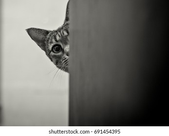 Savanah Cat Peeking Around Corner