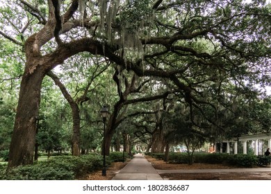 Savanah Georgia Willow Trees And Architecture 