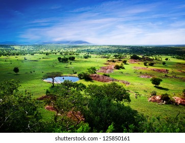 Savanna In Bloom, In Tanzania, Africa Panorama. Serengeti