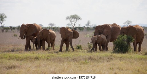 Savanna Elephants (Loxodonta Africana) at Tsavo East National Park, Kenya, Africa Arkivfotografi