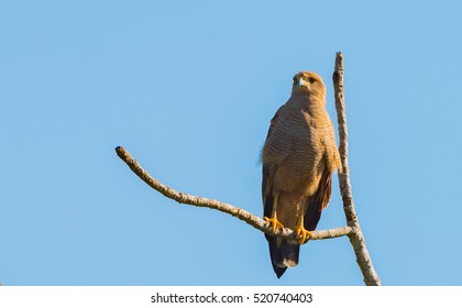 473 Savanna Hawk Images, Stock Photos & Vectors | Shutterstock