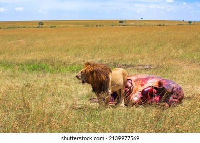 Savanna landscape with a male Lion and a killed animal