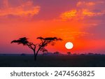 Savanna Sunrise and Acacia Tree in Tanzania Africa