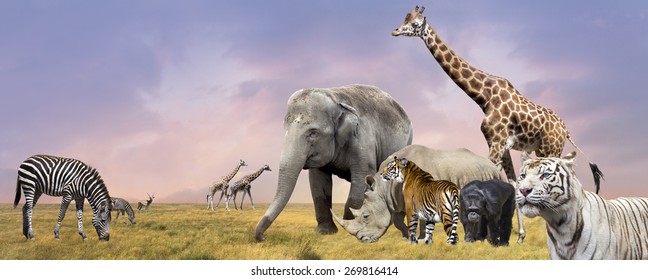 6,735 Zoo animal collection Stock Photos, Images & Photography ...