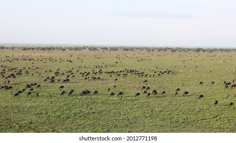 Savannah Animals At Serengeti Balloon Safari At Sunrise, Tanzania, Africa