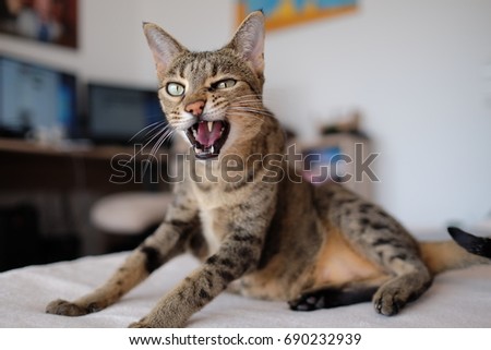Savannah cat in bad mood