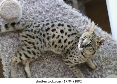 Savannah Domestic Cat Snimky Stock Fotografie A Vektory Shutterstock