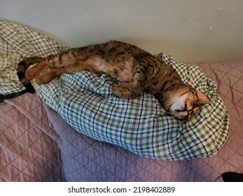 A Savannah Cat Resting On Blanket On Back Of A Couch.