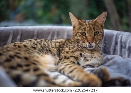 Savannah cat sits on a pedestal pillow against a background of greenery