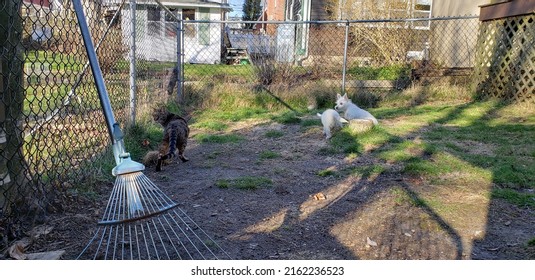 A Savannah Cat And Two West Highland Terrier Puppies Outside In A Dog Pen Together.