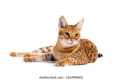 Savannah F1 cat lying down, Isolated on white